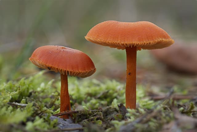 קמפיין Drip ב-SMS: סדרת הודעות שמחממת לידים וסוגרת עסקאות